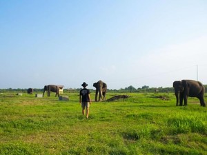 Taman Nasional Way Kambas Lampung, Pusat Pelatihan Gajah Tertua di Indonesia