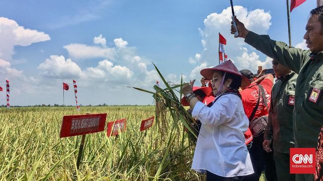 Megawati Imbau Relawan Ibu-ibu Sediakan Nasi Bungkus Saksi Megawati Imbau Relawan Ibu-ibu Sediakan Nasi Bungkus Saksi