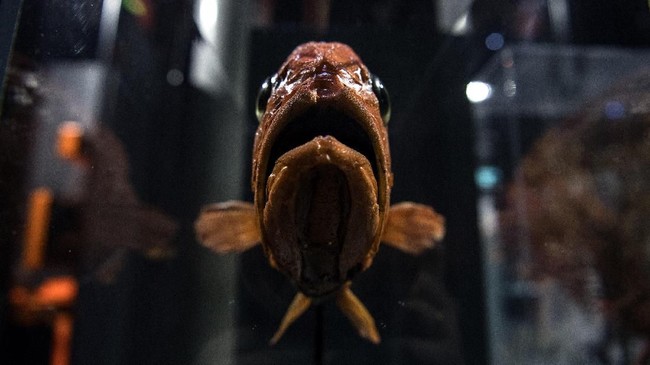 Foto Mengintip Hewan Bawah Laut Purbakala Di Paris