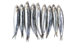 5 Manfaat Ikan Teri untuk Kesehatan