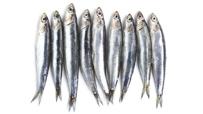 5 Manfaat Ikan Teri untuk Kesehatan