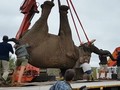 VIDEO: Gajah Afrika Selatan Terbebas dari Hukuman Mati