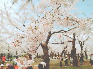 Viral, Warga +62 Diduga Rusak Bunga Sakura di Jepang