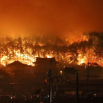Kebakaran Hutan di Korea, Ribuan Orang Selamatkan Diri