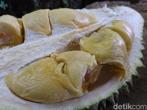 Asal-usul, Keunggulan dan Budidaya Durian Ripto dari Trenggalek