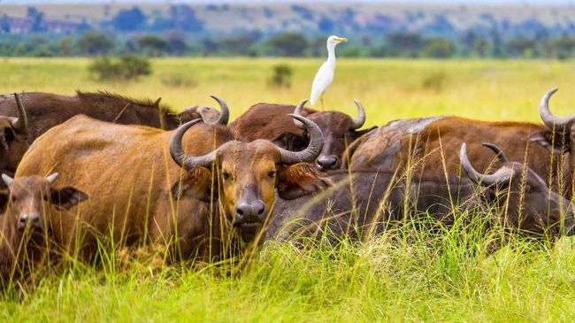 Penculikan Turis Usai, Presiden Uganda Nyatakan Negara Aman