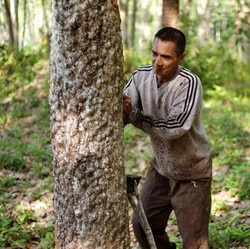 Ngeri! Virus Corona Juga Bikin Harga Karet Anjlok