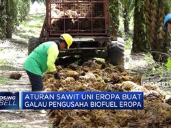 Aturan Sawit Uni Eropa Buat Galau Pengusaha Biofuel Eropa