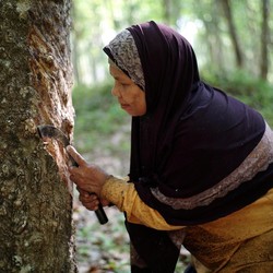 Tiga Sekawan Ini Bikin Harga Karet Terus Meroket