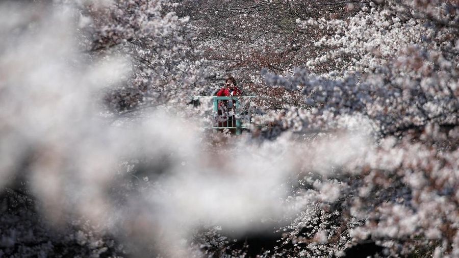 Musim semi memperindah suasana dengan keindahan bunga sakura di berbagai belahan dunia.