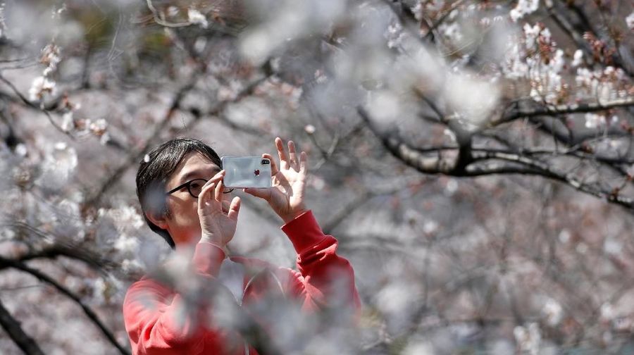 A man takes pictures of cherry blossoms in almost full bloom in Tokyo, Japan, March 27, 2019. REUTERS/Issei Kato