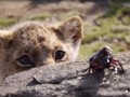 5 Rekomendasi Film Pekan Ini, 'The Lion King'