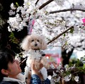 Mau Liburan ke Jepang Dapat Harga Miring? Gini Caranya