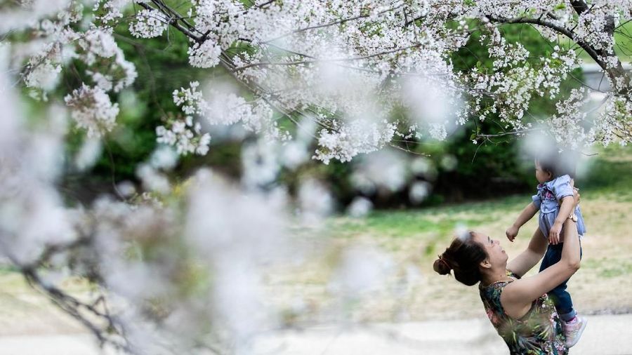Musim semi memperindah suasana dengan keindahan bunga sakura di berbagai belahan dunia.