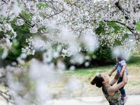 Indahnya Bunga Sakura Terhampar dari Jepang sampai Amerika