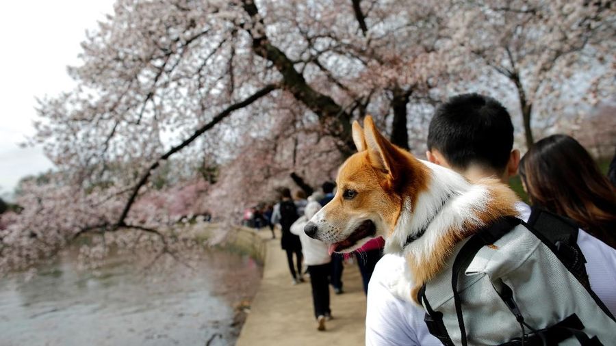 Musim semi memperindah suasana dengan keindahan bunga sakura di berbagai belahan dunia.