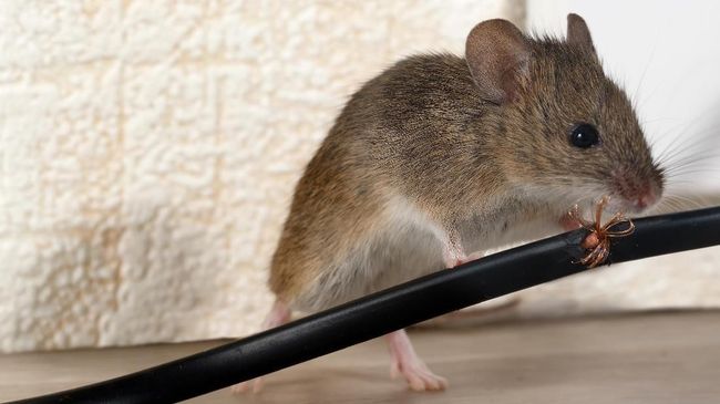 Cara Basmi Ancaman Tikus Menggerogoti Kabel Mesin