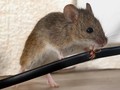 Cara Basmi Ancaman Tikus Menggerogoti Kabel Mesin