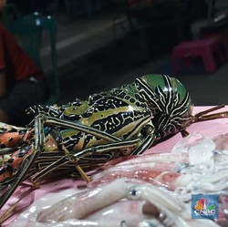 Ekspor Benih Lobster: Luhut Setuju, Ada Mafia & Kufur Nikmat