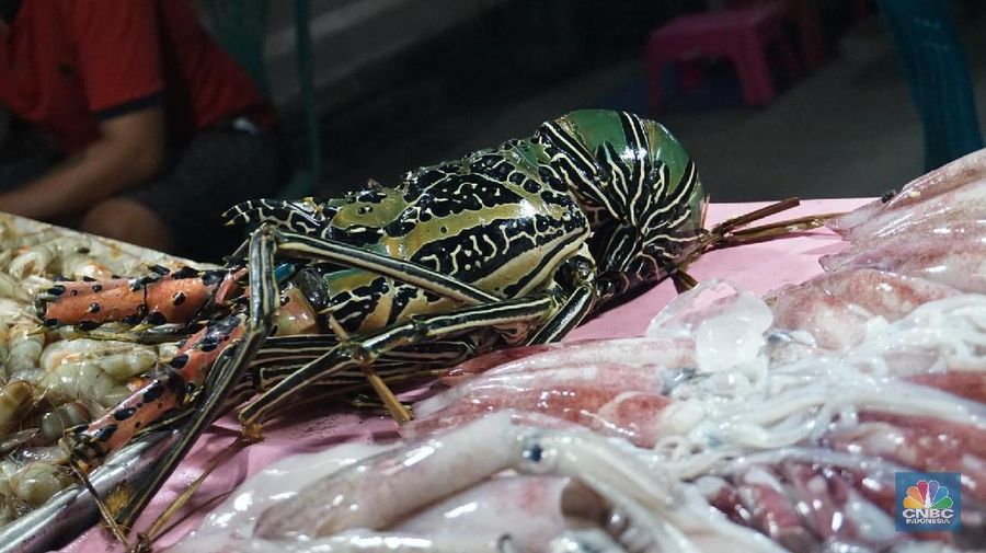 Ekspor Benih Lobster: Luhut Setuju, Ada Mafia & Kufur Nikmat
