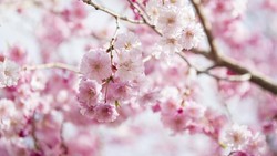 Viral Turis Indonesia Rusak Sakura di Jepang, Ini Kata Kemenparekraf