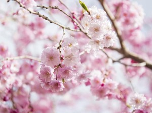 Viral Turis Indonesia Rusak Sakura di Jepang, Ini Kata Kemenparekraf