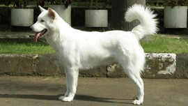 Anjing Kintamani Dapat Pengakuan dari Federasi Internasional
