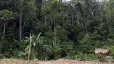 Lahan perkebunan milik suku Polahi. Suku Polahi diduga melarikan diri dan mengasingkan diri di dalam hutan sejak zaman penjajahan belanda. (ANTARA FOTO/Adiwinata Solihin)