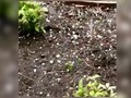 VIDEO: Hujan Es di Texas Picu Peringatan Banjir Bandang