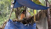 Perempuan warga suku Polahi berada di gubuk tempat mengamati lahan perkebunan mereka di tengah perbukitan dan hutan di Boliyohuto. (ANTARA FOTO/Adiwinata Solihin)
