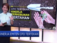 Kinerja Emiten Sawit Kurang Menggigit
