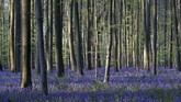 Bunga Lonceng Biru yang mekar pada pertengahan April seolah terlihat menjadi karpet yang membirukan hutan Hallerbos di Halle, Belgia. (REUTERS/Yves Herman)
