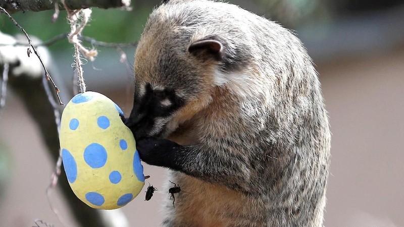 Unik! Hewan di Kebun Binatang London Dapat Telur Paskah