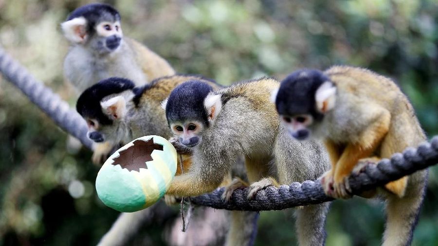 Unik! Hewan di Kebun Binatang London Dapat Telur Paskah