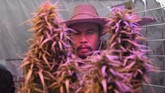 Seorang pria melihat tanaman ganja yang dipamerkan di festival ganja Pan Ram, 19 April 2019. (AFP/Lillian SUWANRUMPHA)