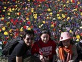 'Turis Selfie' Jadi Ancaman Taman Bunga Tulip Belanda