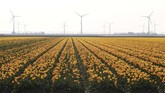 Bunga Tulip berwarna kuning yang bermekaran di Crell, Belanda. (REUTERS/Yves Herman)