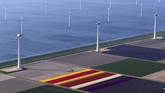 Bunga Tulip mulai bermekaran di Belanda mulai April. Festival Bunga Keukenhof merupakan destinasi wisata utama untuk menyaksikan musim mekarnya. (REUTERS/Yves Herman)