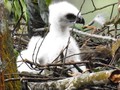 Garuda si 'Penguasa Langit Jawa' Menetas di Gunung Pangrango