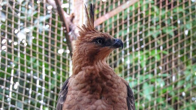 Mengenal Elang Jawa Garuda Si Penguasa Langit Jawa