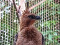 Mengenal Elang Jawa, Garuda si 'Penguasa Langit Jawa'