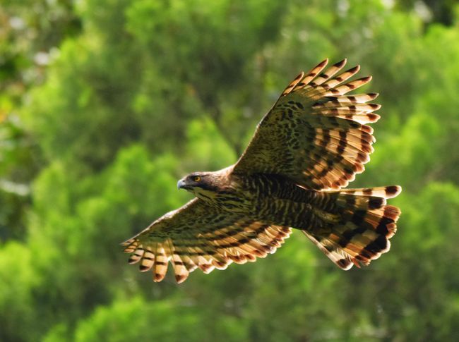 Jejak Garuda Penguasa Langit Jawa Di Tanah Gede Pangrango