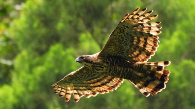 Jejak Garuda Penguasa Langit Jawa Di Tanah Gede Pangrango