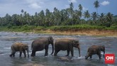 Panti asuhan khusus gajah yang juga dibuka sebagai objek wisata di Sri Lanka. Berada di Desa Pinnawala dan sekitar enam jam dari Kolombo, pengunjung bisa menikmati kawanan gajah di habitat aslinya yang berada di tepi Sungai Maha Oya. Waktu terbaik untuk datang adalah pagi hari. (CNNIndonesia/Safir Makki)