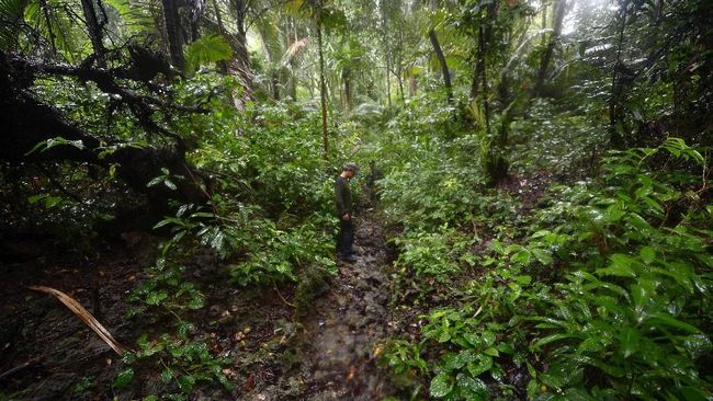 5 Taman Nasional Yang Menjadi Rumah Satwa Khas Indonesia