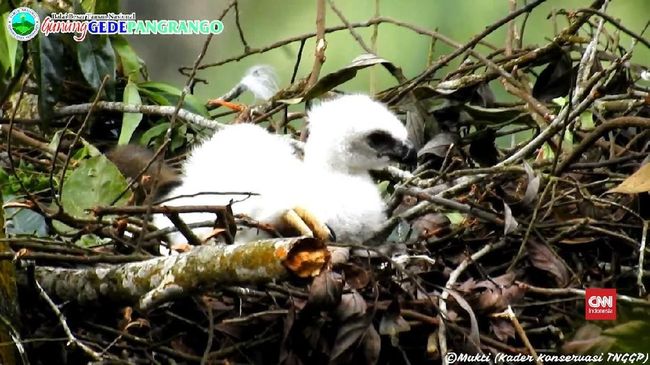 Video Mengintip Lahirnya Elang Garuda Di Gede Pangrango