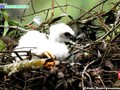 VIDEO: Mengintip Lahirnya Elang 'Garuda' di Gede Pangrango