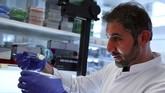 Salah satu organ yang dibuat tembus pandang yakni ginjal untuk keperluan transplantasi. (REUTERS/Michael Dalder)