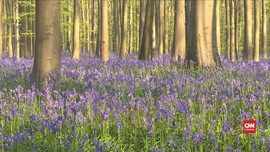 VIDEO: Keindahan Hutan Biru Keunguan di Belgia