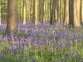 VIDEO: Keindahan Hutan Biru Keunguan di Belgia